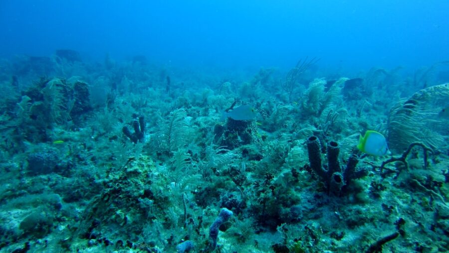 Jet Black Eggs Recovered From the Deep Ocean-3